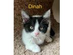 Adopt Dinah a Domestic Short Hair