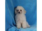 Cavapoo Puppy for sale in Butler, MO, USA