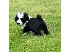 Tibetan Terrier Puppy for sale in Hastings, MI, USA