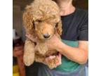 Mutt Puppy for sale in Wagener, SC, USA