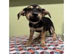 Adopt Farrell Pup 1 a Shepherd, Black Mouth Cur
