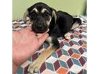 Adopt Tinkerbell a Shepherd, Black Mouth Cur