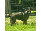 German Shepherd Dog Puppy for sale in Ironton, MO, USA
