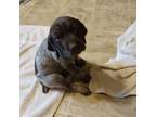 German Shorthaired Pointer Puppy for sale in Latrobe, PA, USA