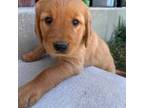 Golden Retriever Puppy for sale in Anna, IL, USA