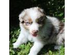 Australian Shepherd Puppy for sale in White Cloud, MI, USA