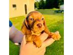 Dachshund Puppy for sale in Rainsville, AL, USA