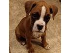 Boxer Puppy for sale in Wilmington, OH, USA