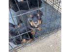 Rottweiler Puppy for sale in Torrance, CA, USA