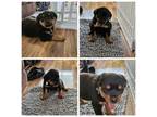 Rottweiler Puppy for sale in Hillsboro, OH, USA