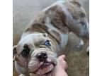 Bulldog Puppy for sale in Lumberton, TX, USA
