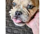 Bulldog Puppy for sale in Lumberton, TX, USA