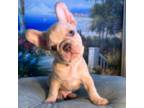 French Bulldog Puppy for sale in Tustin, CA, USA
