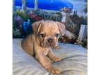 French Bulldog Puppy for sale in Tustin, CA, USA