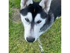 Siberian Husky Puppy for sale in Wilsonville, OR, USA
