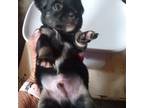 Chihuahua Puppy for sale in Port Crane, NY, USA