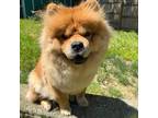 Chow Chow Puppy for sale in Cincinnati, OH, USA