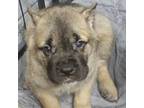 Cane Corso Puppy for sale in Hephzibah, GA, USA
