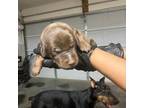 Doberman Pinscher Puppy for sale in Suffolk, VA, USA