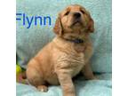 Flynn (blue collar)