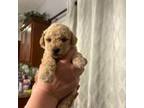 Mutt Puppy for sale in Crestwood, KY, USA