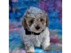 Poodle (Toy) Puppy for sale in Boca Raton, FL, USA