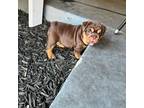 Bulldog Puppy for sale in Carmichael, CA, USA