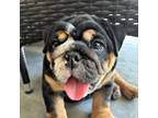 Bulldog Puppy for sale in Carmichael, CA, USA
