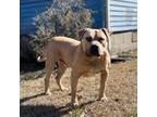 Olde Bulldog Puppy for sale in Fairfield, AL, USA