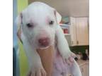 American Staffordshire Terrier Puppy for sale in Mastic Beach, NY, USA