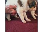 Papillon Puppy for sale in Green Bay, WI, USA