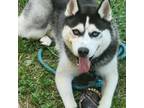 Siberian Husky Puppy for sale in Waldorf, MD, USA