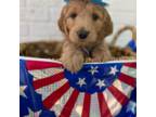 Goldendoodle Puppy for sale in Quincy, IL, USA
