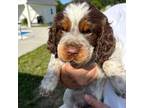 English Springer Spaniel Puppy for sale in Rock Spring, GA, USA