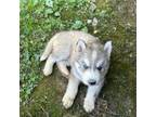 Siberian Husky Puppy for sale in Jellico, TN, USA