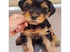 Yorkshire Terrier Puppy for sale in Alford, FL, USA