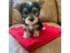 Yorkshire Terrier Puppy for sale in Encinitas, CA, USA