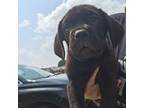Cane Corso Puppy for sale in Van Buren, AR, USA