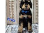 Schnauzer (Giant) Puppy for sale in Markesan, WI, USA