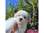 Maltipoo Puppy for sale in San Leandro, CA, USA