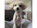 Poodle (Toy) Puppy for sale in Meriden, CT, USA