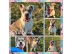 Adopt Duchess CFS 240041916 a Pit Bull Terrier