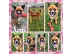Adopt Xena CFS# [phone removed] a Chow Chow