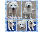 Adopt Chessie CFS# 240042489 a Great Pyrenees
