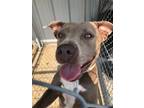 Adopt Maggy a Pit Bull Terrier