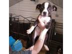 Adopt DALIA a Boston Terrier, Pug
