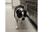 Adopt STORMY a Boston Terrier