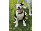 Adopt Patty a American Staffordshire Terrier