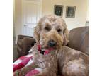 Adopt Bailey a Standard Poodle, Mixed Breed