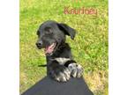 Adopt Kourtney a Labrador Retriever